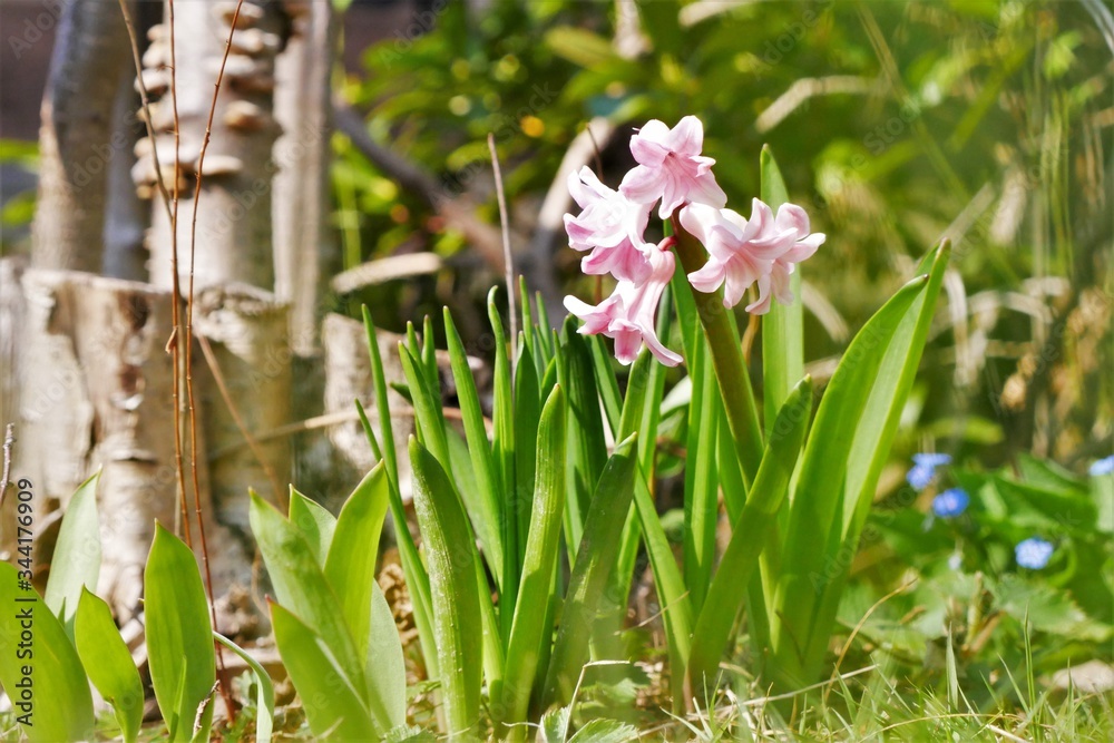 Pflanzen, Bäume, Knospen, Blüten, Blumen und Wollschweber. Frühlingstag im  April. Postkartenmotiv, Wallpaper und free space für Texte Stock Photo |  Adobe Stock