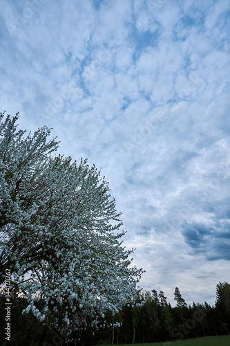 Blüten im Frühling mit wolkigem Himmel bei Dämmerung