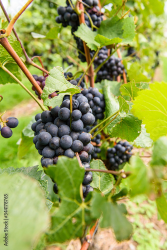 green red grape valley farm growing summer harvest agriculture