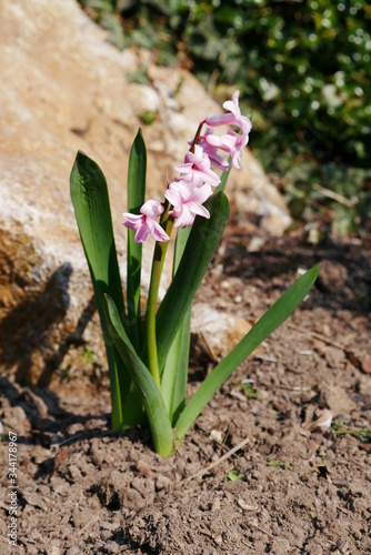 fr  hling bl  hende blumen