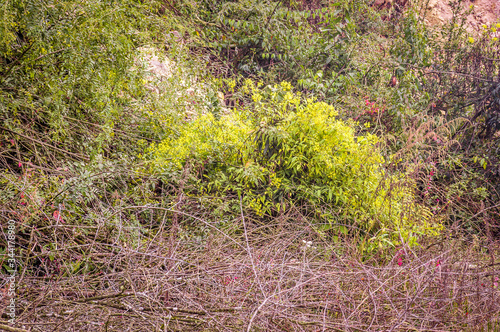 Yellow wild flower and green plants