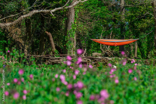hammock in forest photo