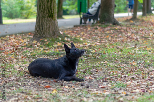 The black large dog lies on the dried grass and fallen leaves