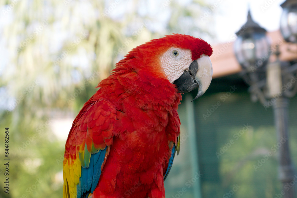 Beautiful red parrot on a clear day.