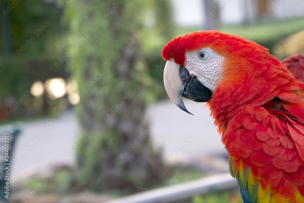 Obraz premium Beautiful red parrot on a hot day.