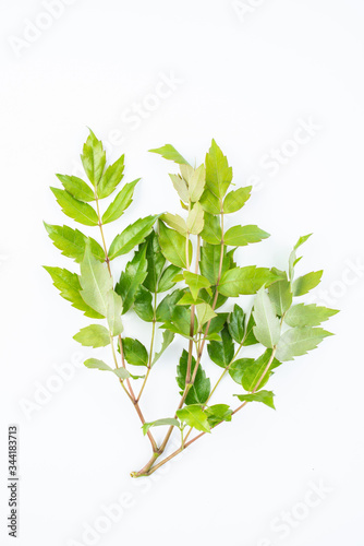 Fresh wild rattan tea on white background