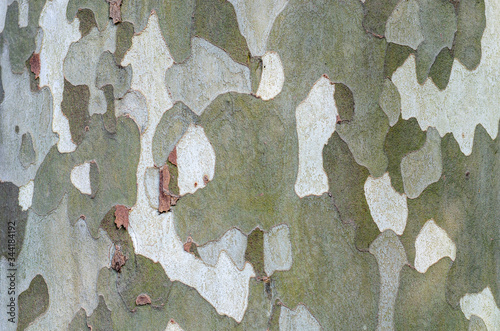 Green and brown plane tree bark close-up. Protective color