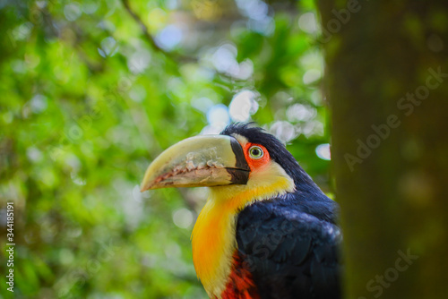 yellow billed hornbill tropical toucan beak amazonia brazil
