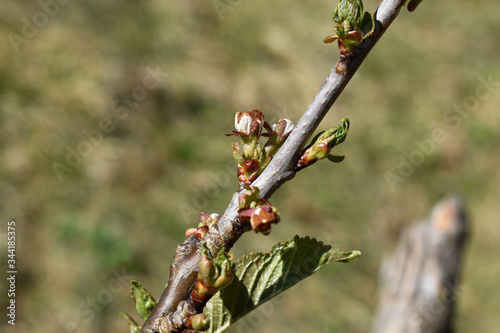 Kirsche, Prunus, mit erfrorenen Blüten, Spätfrost © EvaRuth