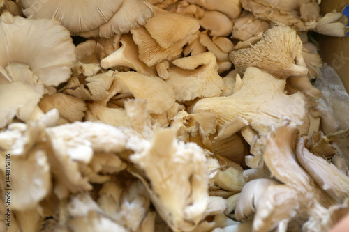 Pleurotus ostreatus, oyster mushrooms are on grocery shelf.