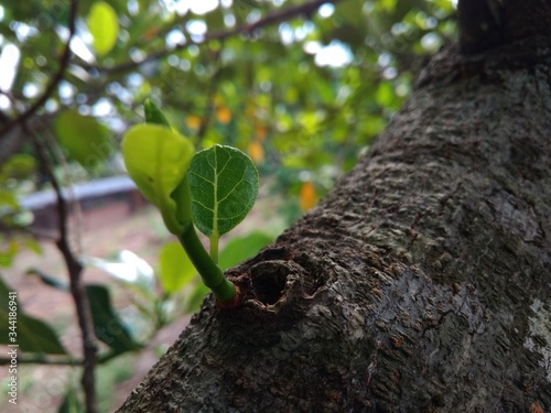 green tree trunk