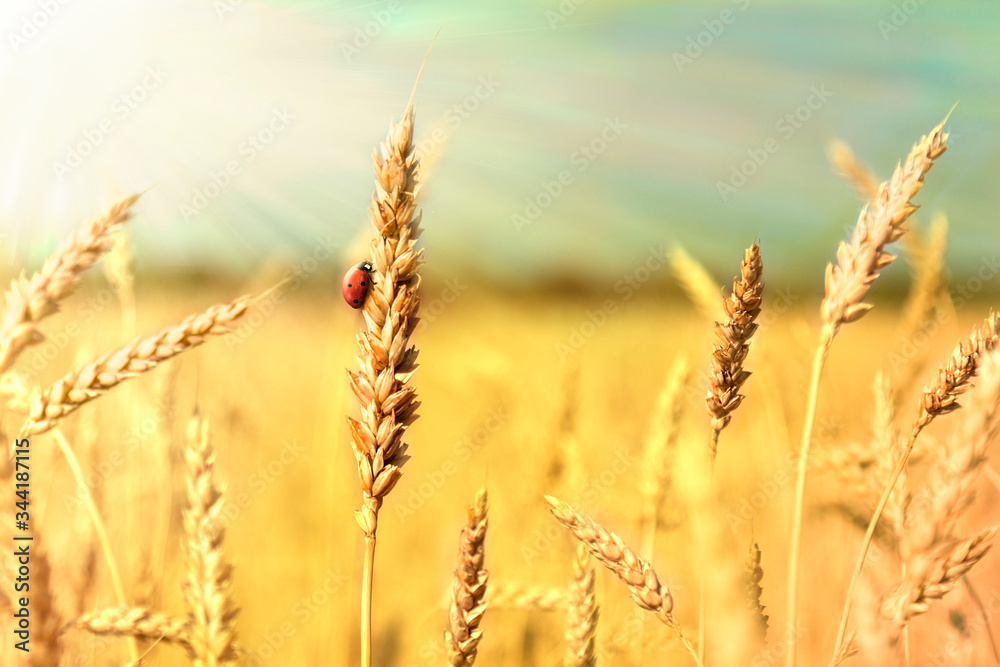 Yellow field of ripe wheat with golden spikelets, ladybug and strip of forest on horizon line, selective focus Yellow field of ripe wheat with golden spikelets, ladybug and strip of forest on horizon line, selective focus