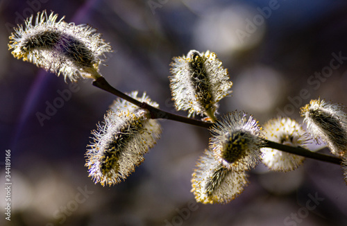 spring buds on trees