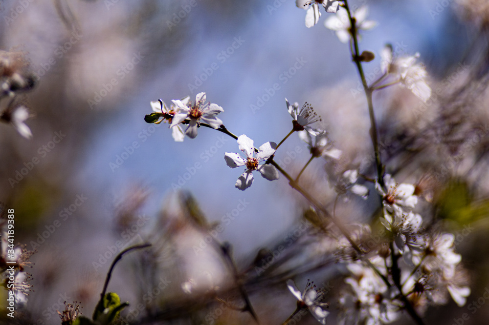 nautre flowers and leafs