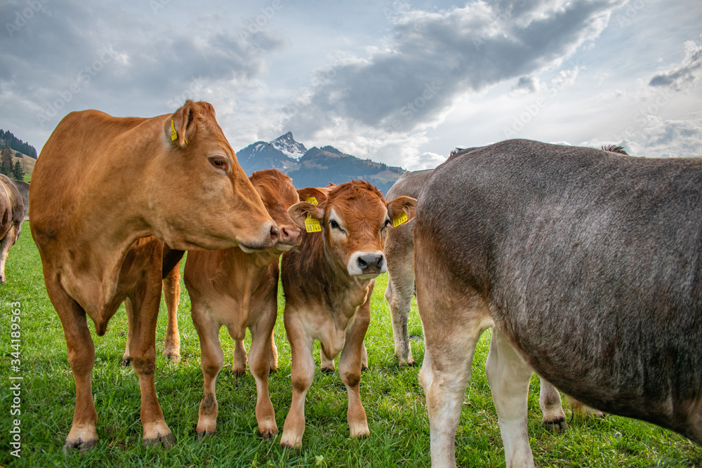 Fototapeta premium Beautiful swiss cows. Alpine meadows. Mountains.