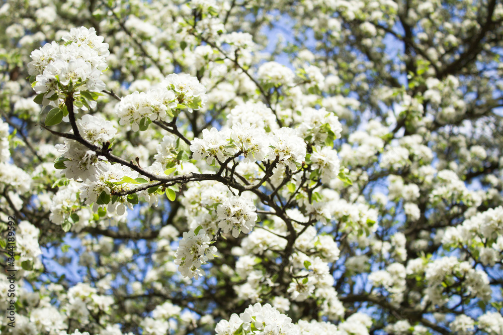Floral background. White flowering tree branches. Closeup. Floral background. White flowering tree branches. Closeup.