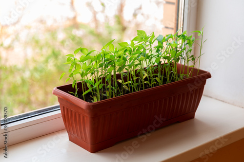 Pepper seedlings in brown plastic pot stand on the white windowsill at home.