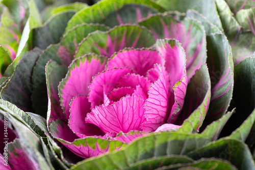 Brassica decorative cabbage for floristry in a bouquet on a light background.