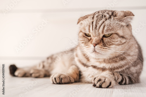 Beautiful Scottish Fold cat is depressed, she is lying on the floor with a pensive, sad look on a blurry background.