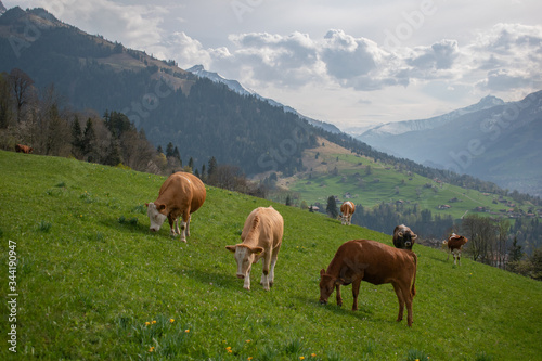 Beautiful swiss cows. Alpine meadows. Mountains. © ALENA