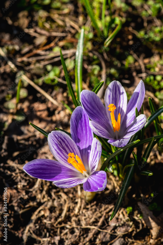 Beautiful blooming crocuses in garden. Shallow depth of field. Beautiful blooming crocuses in garden. Shallow depth of field.