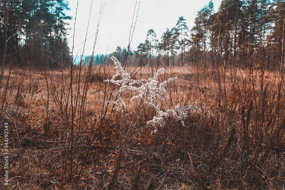 Obraz premium Macro nature