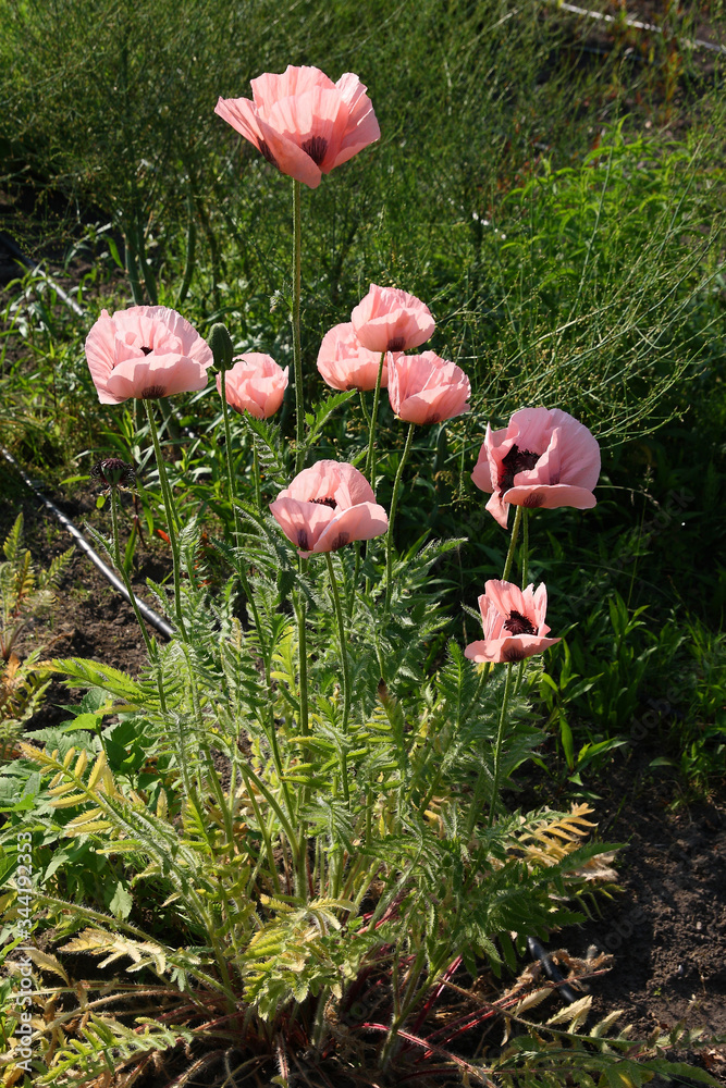 Poppies in the spring garden