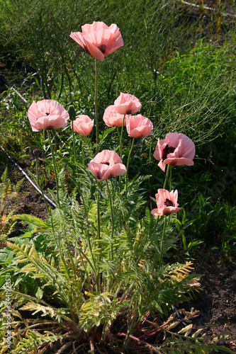 Obraz na płótnie
Poppies in the spring garden w salonie