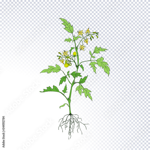 Fruiting plant tomato