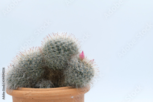 white cactus isolated,plant in pot photo