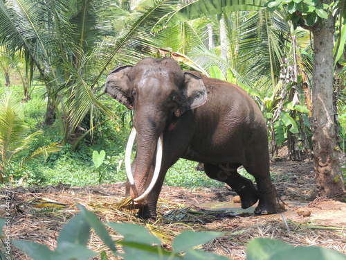 elephant in the jungle