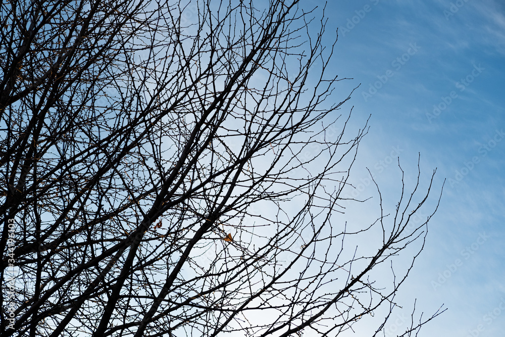 Obraz premium View from under the branches of the fall leaves tree in Tokyo, Japan.