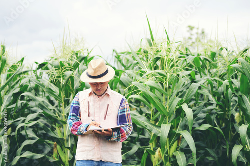 Corn inspections of farmers For harvesting