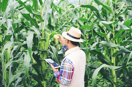 Corn inspections of farmers For harvesting