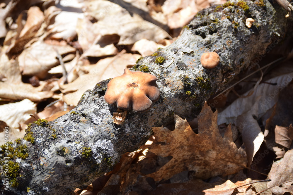 Mushroom