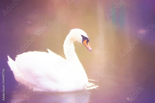 Watercolor drawing white swan on the lake