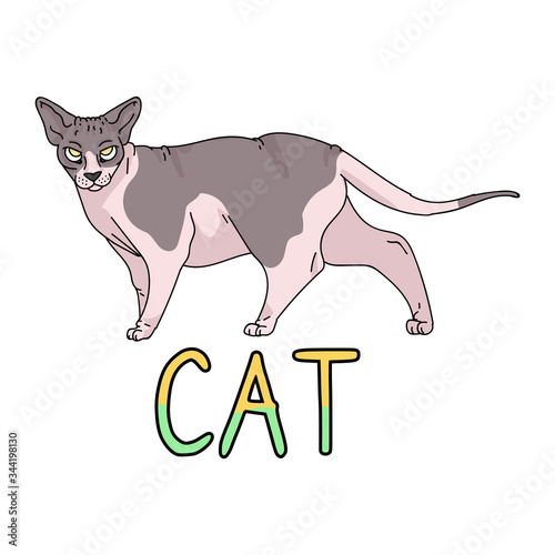 Cute cartoon sphynx with text cat vector clipart. Pedigree exotic kitty breed for cat lovers. Purebred domestic kitten for pet parlor illustration mascot. Isolated hairless feline housecat. EPS 10. 