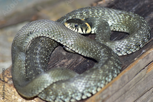 grass-snake is ubiquitous with humans