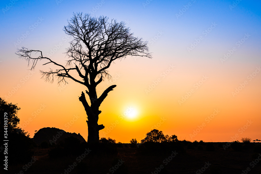 Fototapeta premium Silhouette of a bare tree during sunrise on the beach with enpty sky for text, copy space at Cirali in Antalya province, Turkey