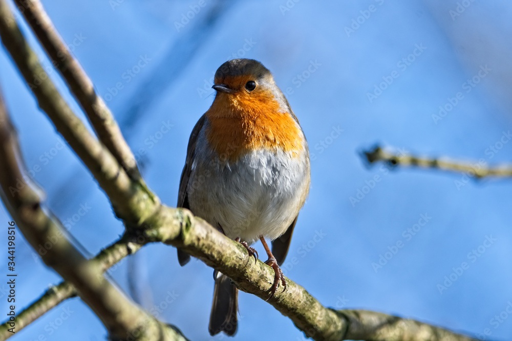 robin perched on a branch robin perched on a branch