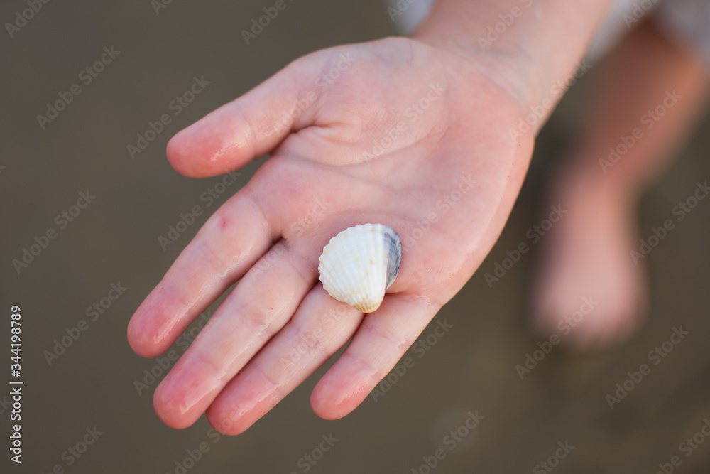 one little shel in kids hand one little shel in kids hand