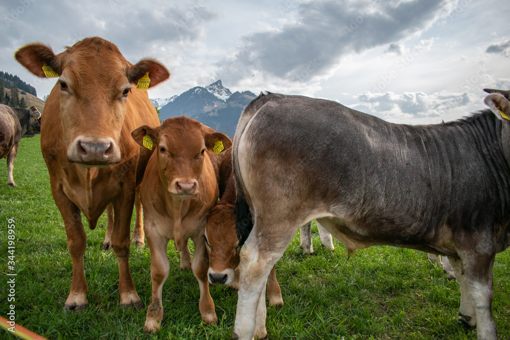 Beautiful swiss cows. Alpine meadows. Mountains. Beautiful swiss cows. Alpine meadows. Mountains.