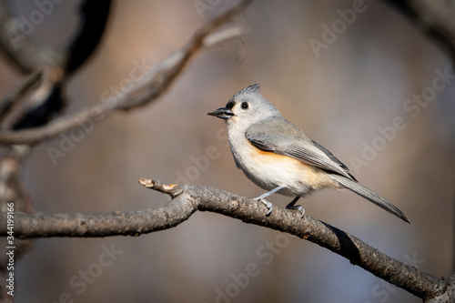 Tufted titmouse perched in a tree during a winter morning.
