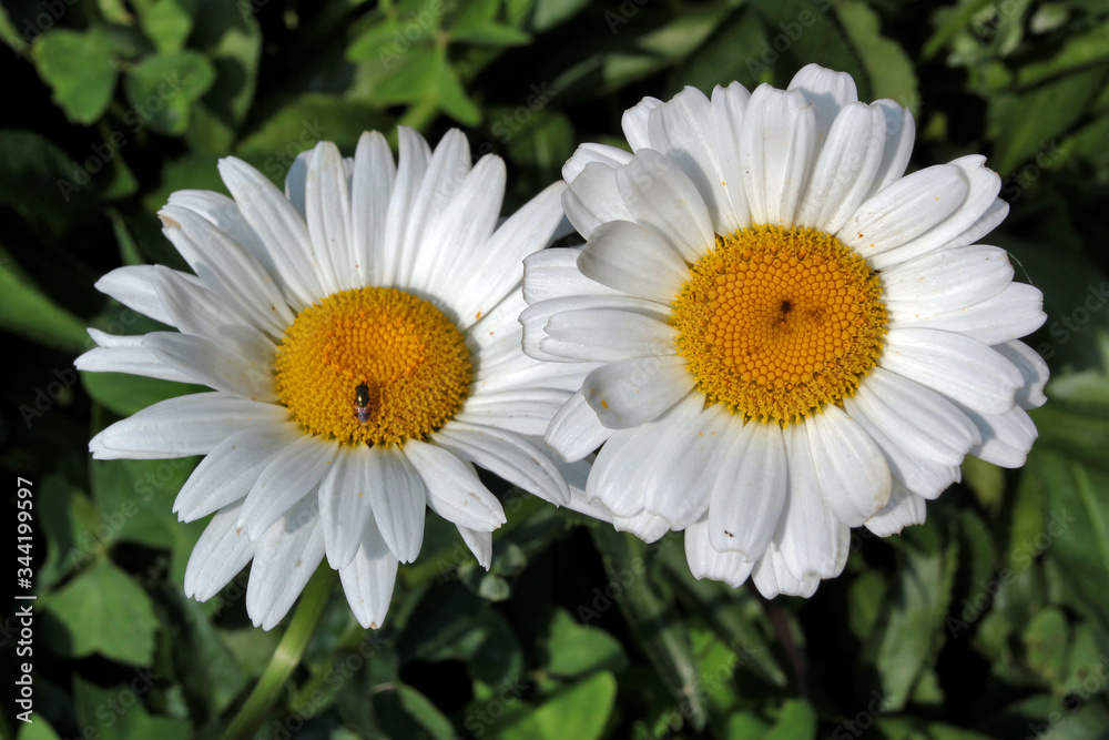 Fototapeta premium white daisy flower