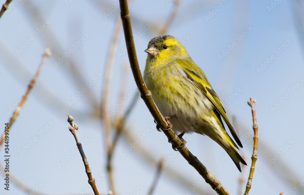Fototapeta premium Eurasian Siskin, Spinus spinus. Cold autumn morning. A bird sits on a branch