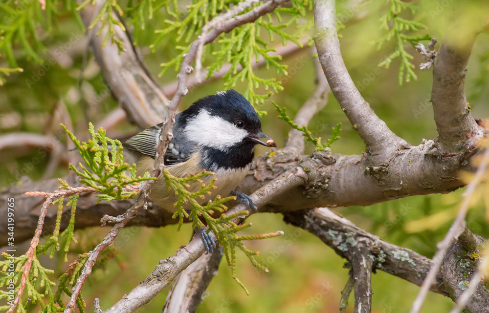 Obraz premium Coal Tit, Periparus ater. Cold autumn morning. A bird sits on a branch of a thuja and eats seeds of a tree