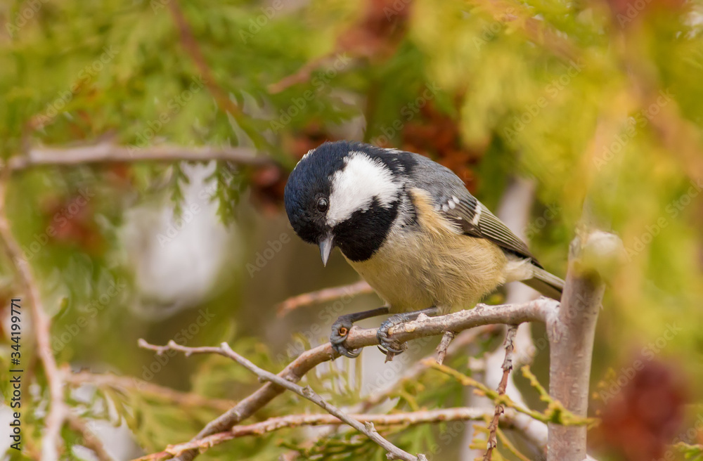 Coal Tit, Periparus ater. Cold autumn morning. A bird sits on a branch of a thuja and eats seeds of a tree Coal Tit, Periparus ater. Cold autumn morning. A bird sits on a branch of a thuja and eats seeds of a tree