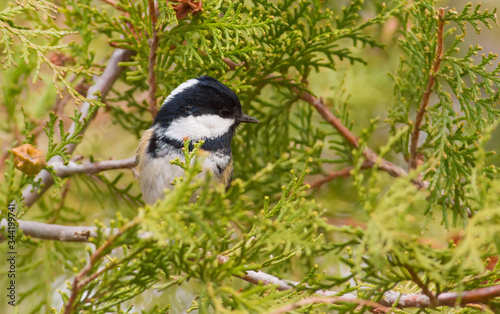 Coal Tit, Periparus ater. Cold autumn morning. A bird sits on a branch of a thuja and eats seeds of a tree
