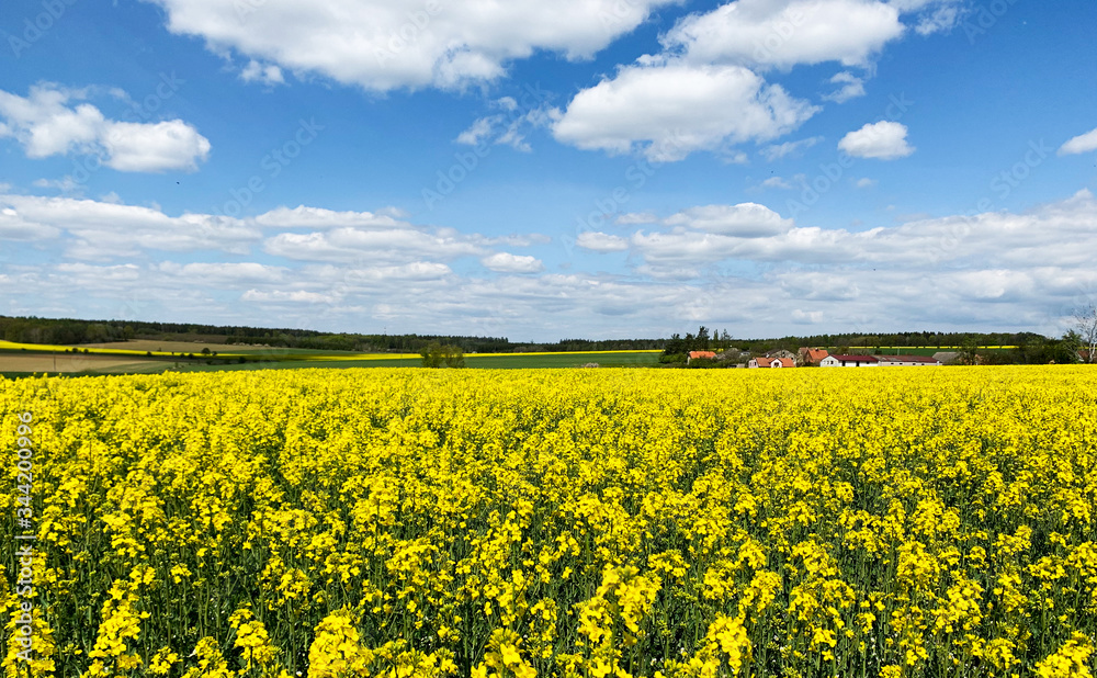 Obraz premium Bright beautiful summer landscape of the countryside and clouds. View of beautiful clouds and a blooming field with flowers in a meadow. Mobile photo