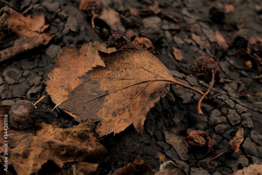 fallen hawthorn leaf on a dark background. Suitable for autumn screensaver or background. fallen hawthorn leaf on a dark background. Suitable for autumn screensaver or background.